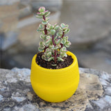 1 Piece Mini Teeny Colourful Terracotta Pot Plastic Planter Cactus Cute Flower Pots Succulent Nursery Pots For Plant Accessories BATACHARLY