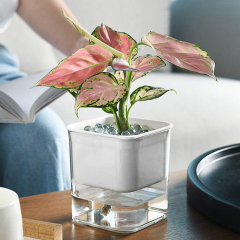2 Layer Self Watering Planter Home Garden Office Plant Flower Pot With Water Container Automatic Watering Hydroponic Plant Pot BATACHARLY