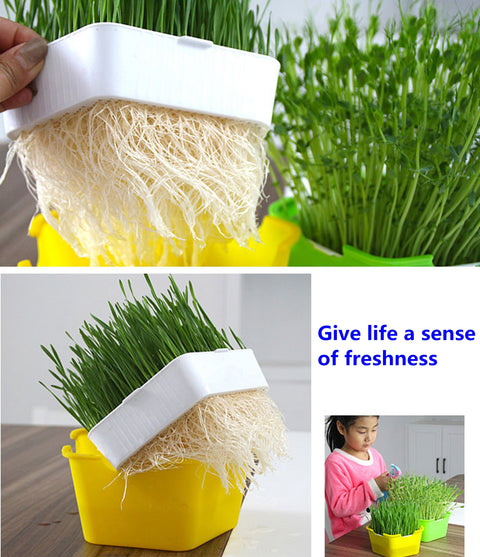 Bean Sprouts Growing Tray Seed Seedling Starter Dish Greenhouse Hydroponics Plant Cat Grass Germination Nursery Pot Grow Box BATACHARLY
