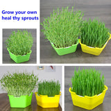 Bean Sprouts Growing Tray Seed Seedling Starter Dish Greenhouse Hydroponics Plant Cat Grass Germination Nursery Pot Grow Box BATACHARLY