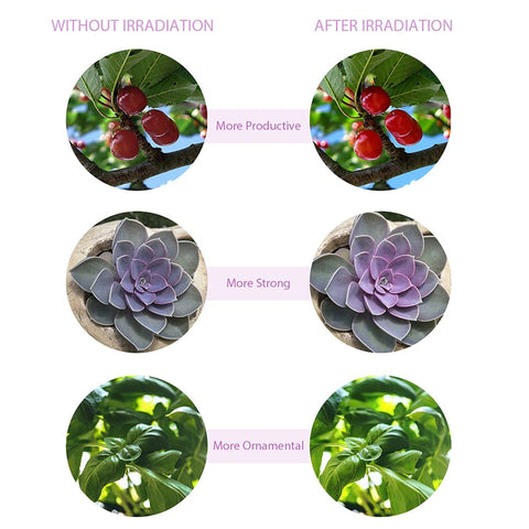 Goodland LED Grow Light USB Phyto Lamp Full Spectrum Fitolamp With Control Phytolamp For Plants Seedlings Flower Home Tent BATACHARLY