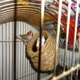 1PC Parrot Nest Straw Bird Nest Natural Handmade Warm Pigeon House  Bedroom Courtyard Bird Cages Supplies Bird Cage Accessories